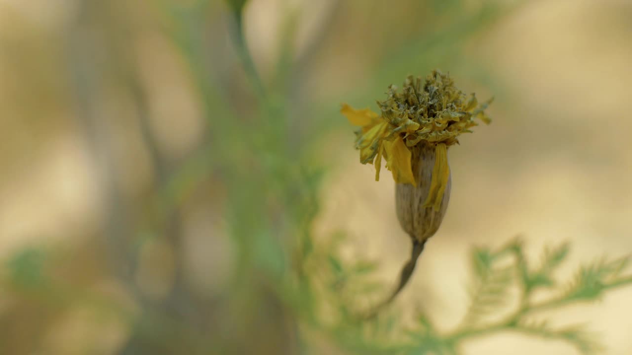 万寿菊鲜花视频素材