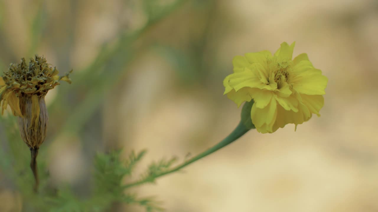 万寿菊鲜花视频素材