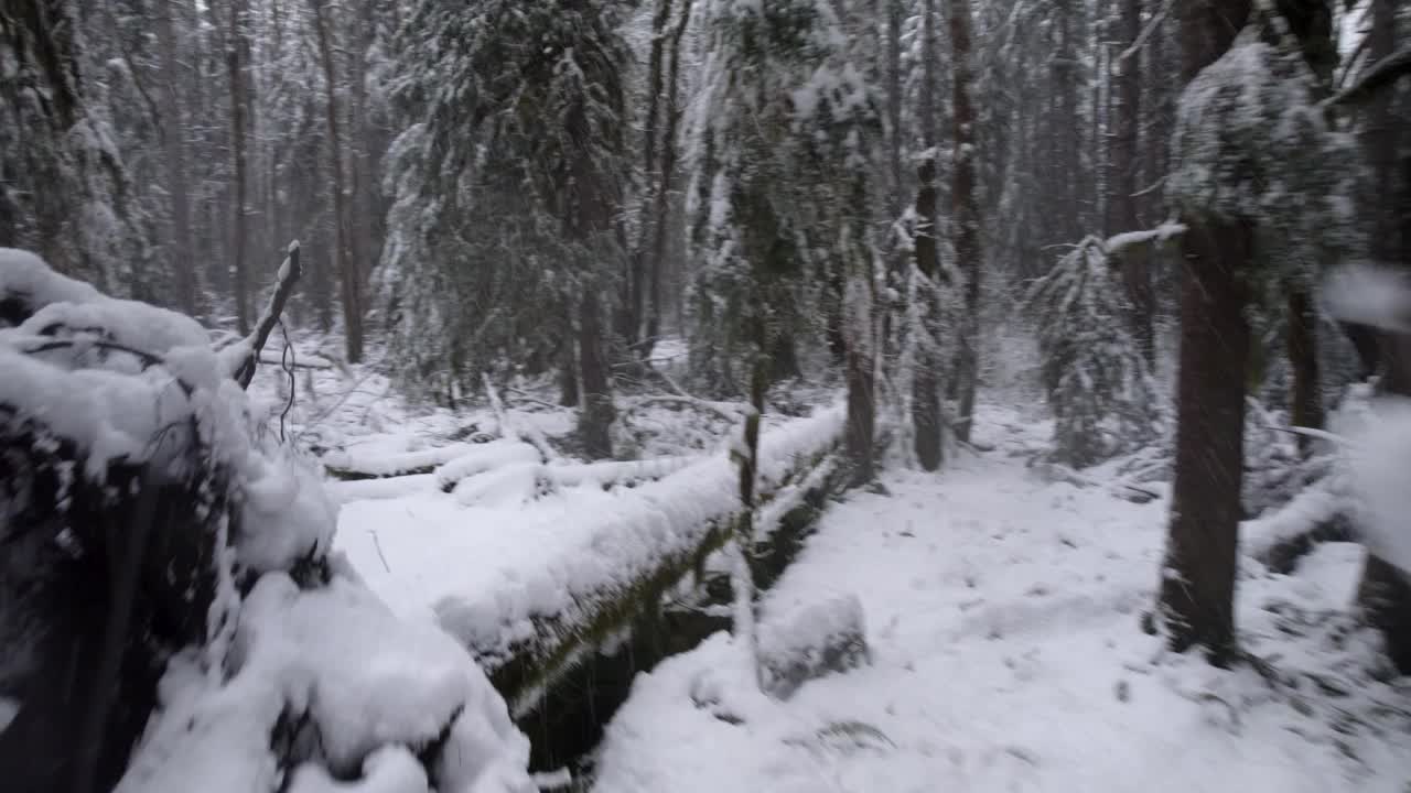 慢慢地飞过一片白雪覆盖的常绿森林，倒下的原木，寒冷的气温，空中视频素材