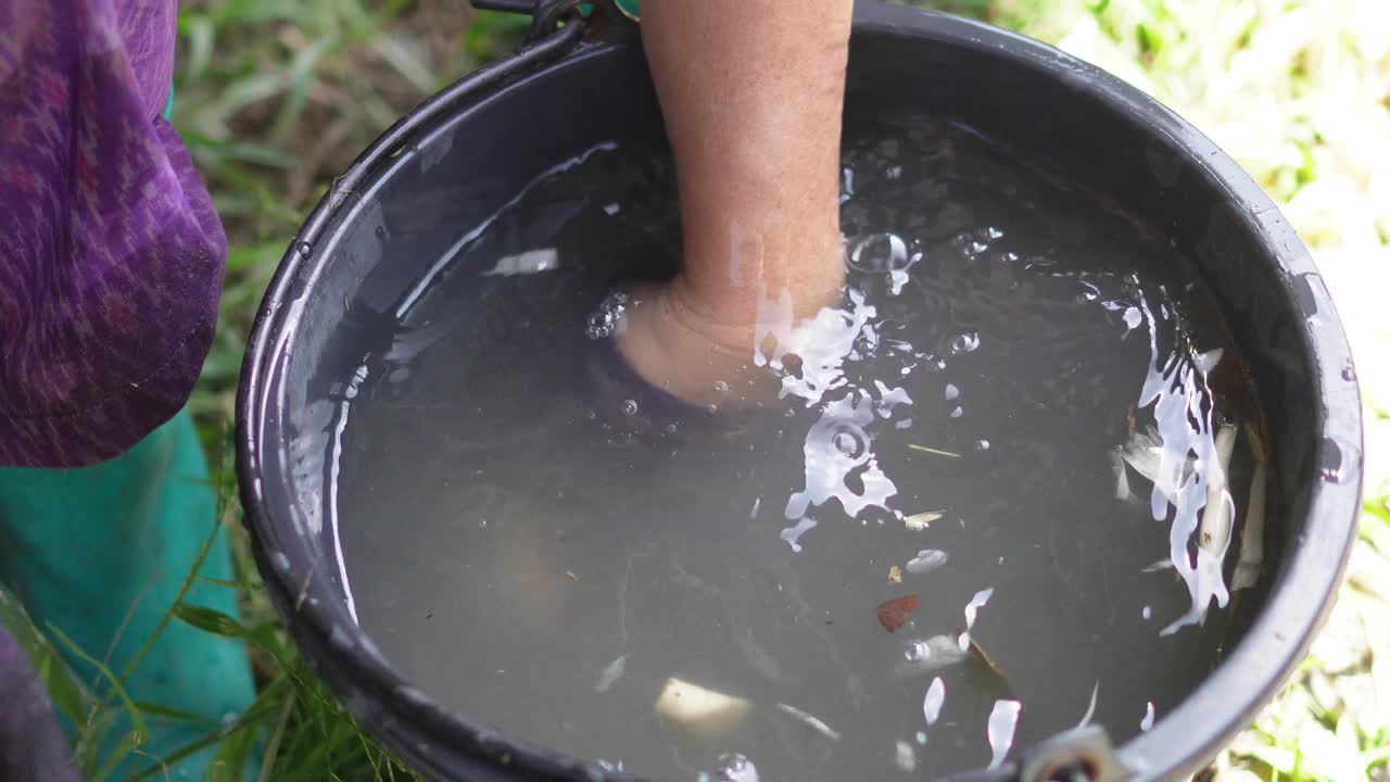 西米苏铁属植物视频素材