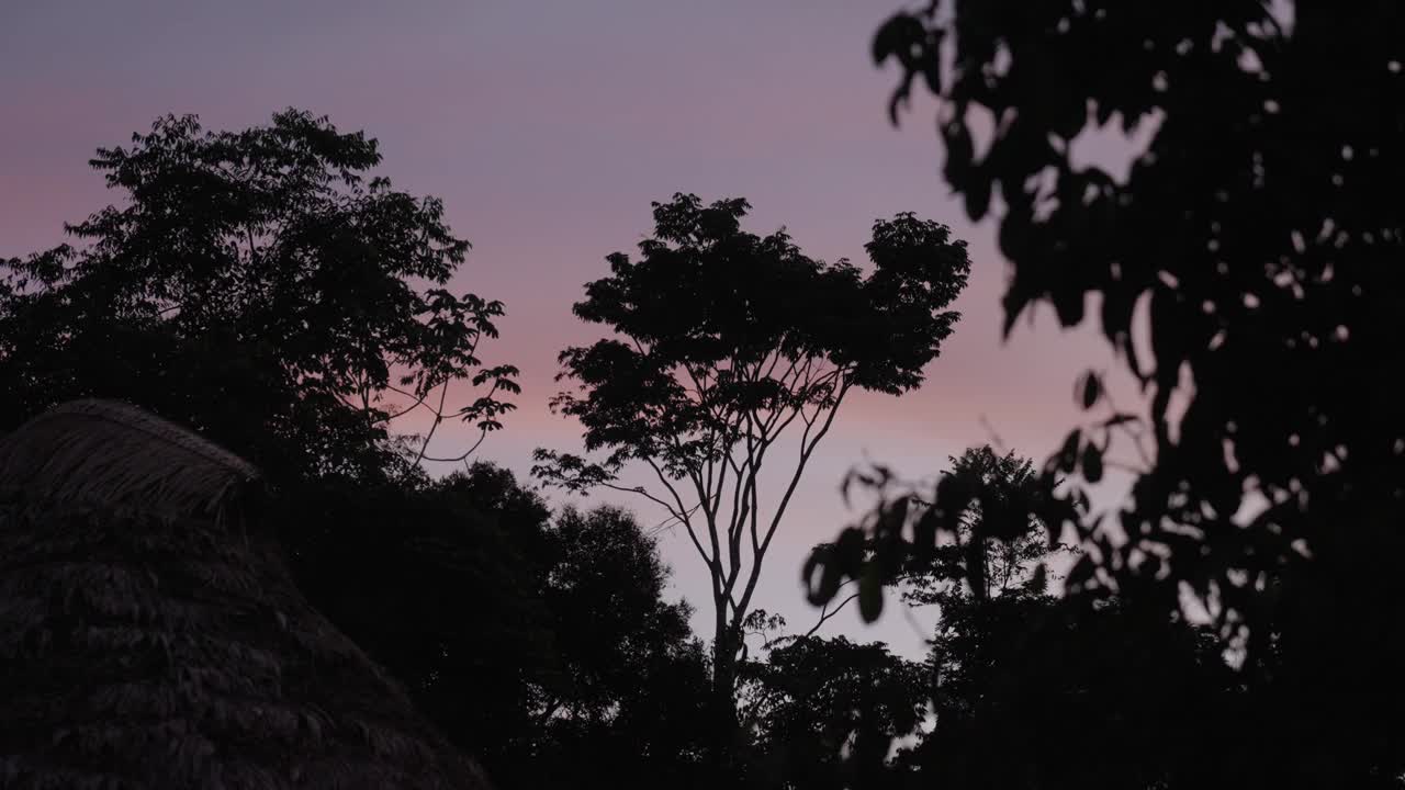 低角度的剪影树木对红色夕阳天空的背景视频素材