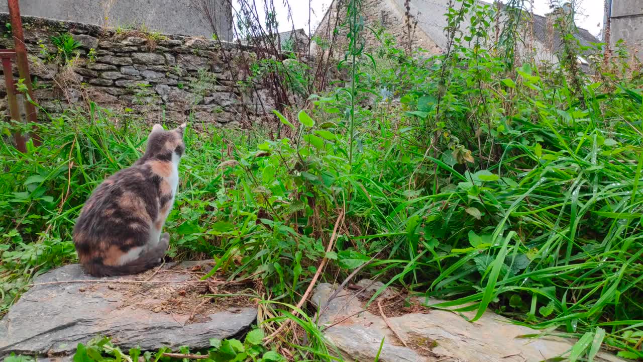 雌性印花布猫头朝前扑向猎物视频下载