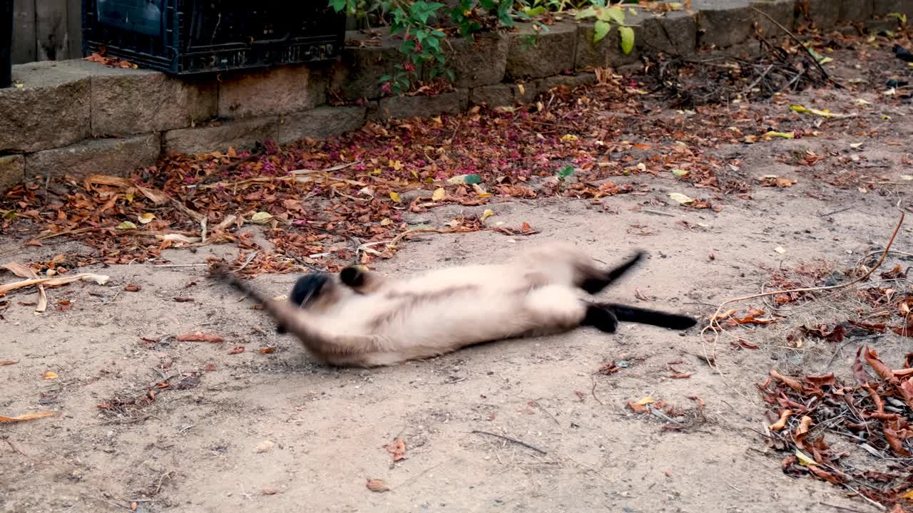 一只暹罗猫在探索大自然视频下载