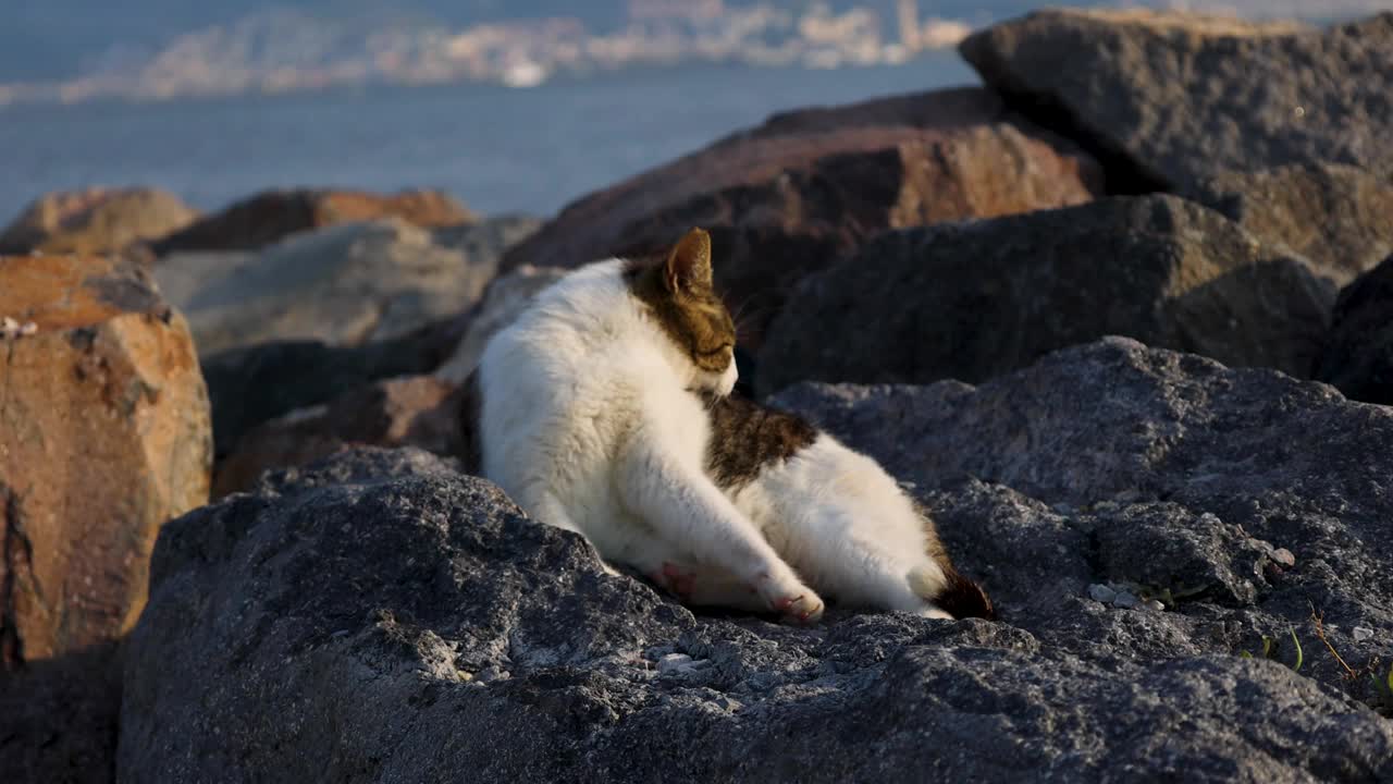 斑纹流浪猫躺在海边的岩石上视频下载