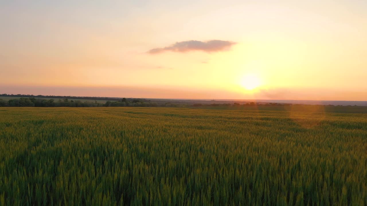 夏日景观与黄昏麦田在日落时分视频下载