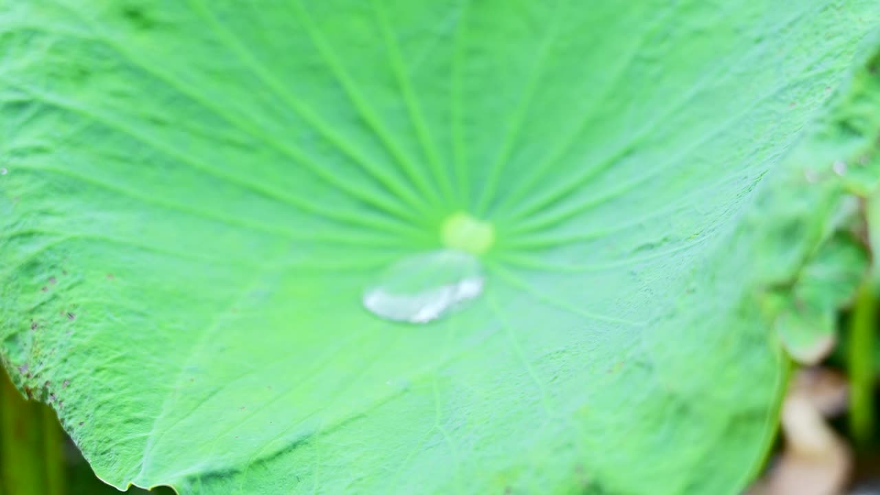 荷叶和荷花视频素材