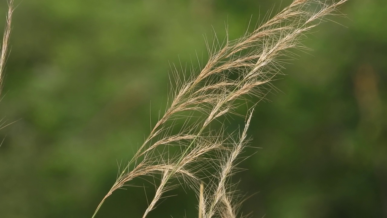 金色的草——美丽。风。视频素材