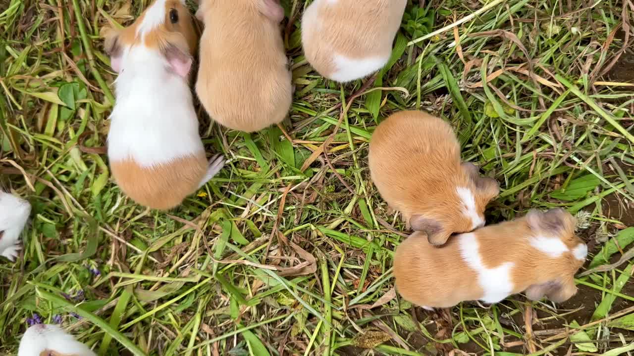 厄瓜多尔的豚鼠农场视频下载