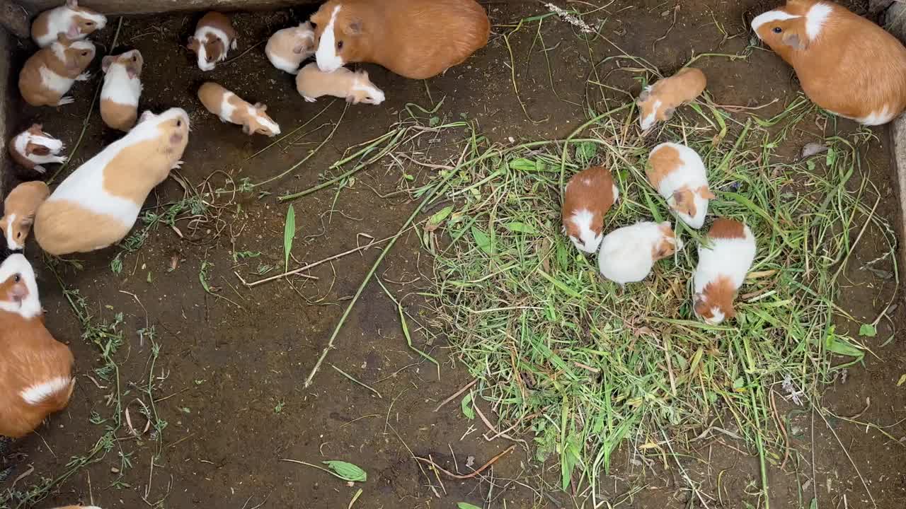 厄瓜多尔的豚鼠农场视频下载
