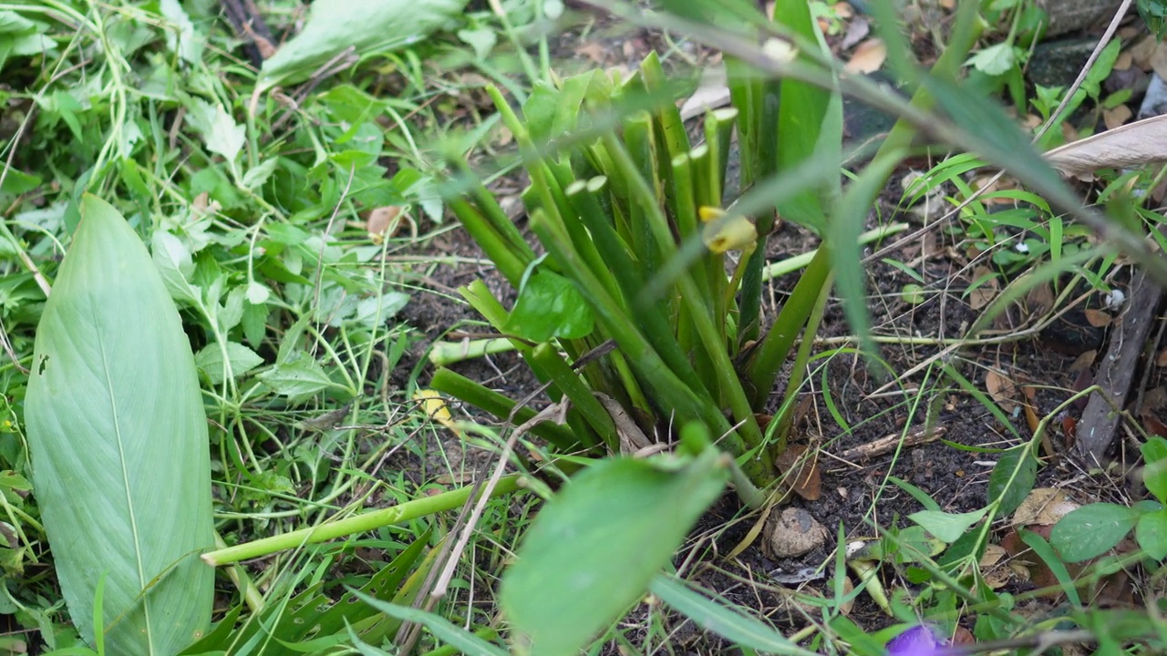 西米苏铁属植物视频素材