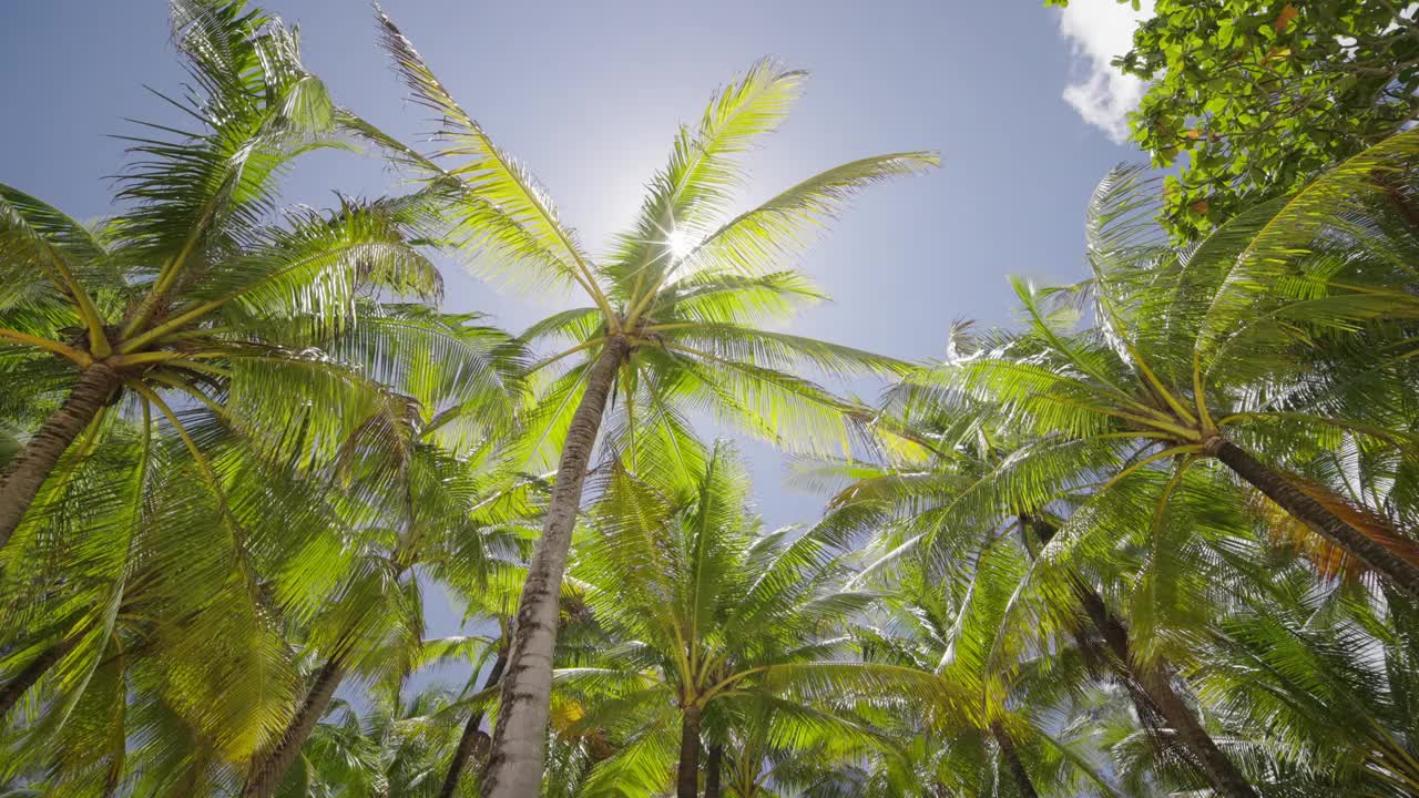 暑假椰树和自然探险旅游的概念。低角度拍摄。视频素材