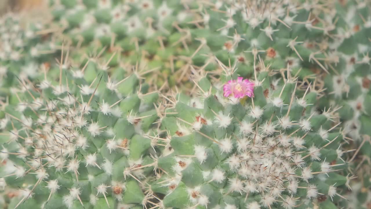 美丽的粉色仙人掌花。座位，金球仙人掌。仙人掌科加利福尼亚桶形仙人掌视频素材