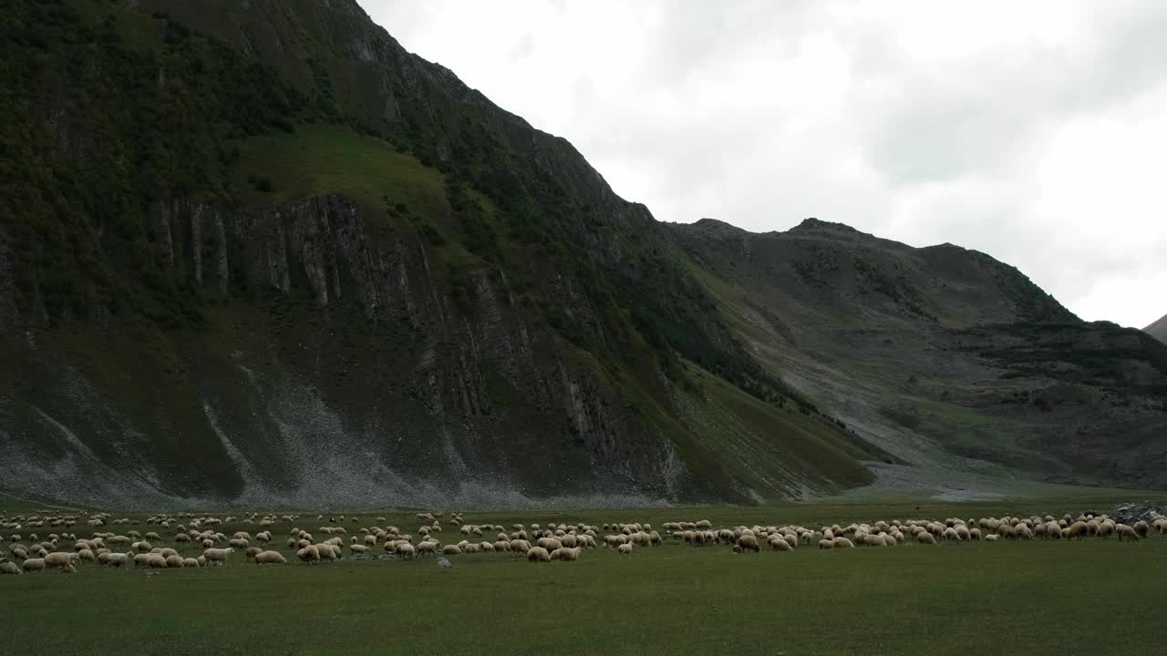 农耕和农业的概念。一大群羊在格鲁吉亚山区的绿色草地上吃草。卡兹贝吉地区的特鲁索峡谷。水平慢动作4k镜头。视频素材