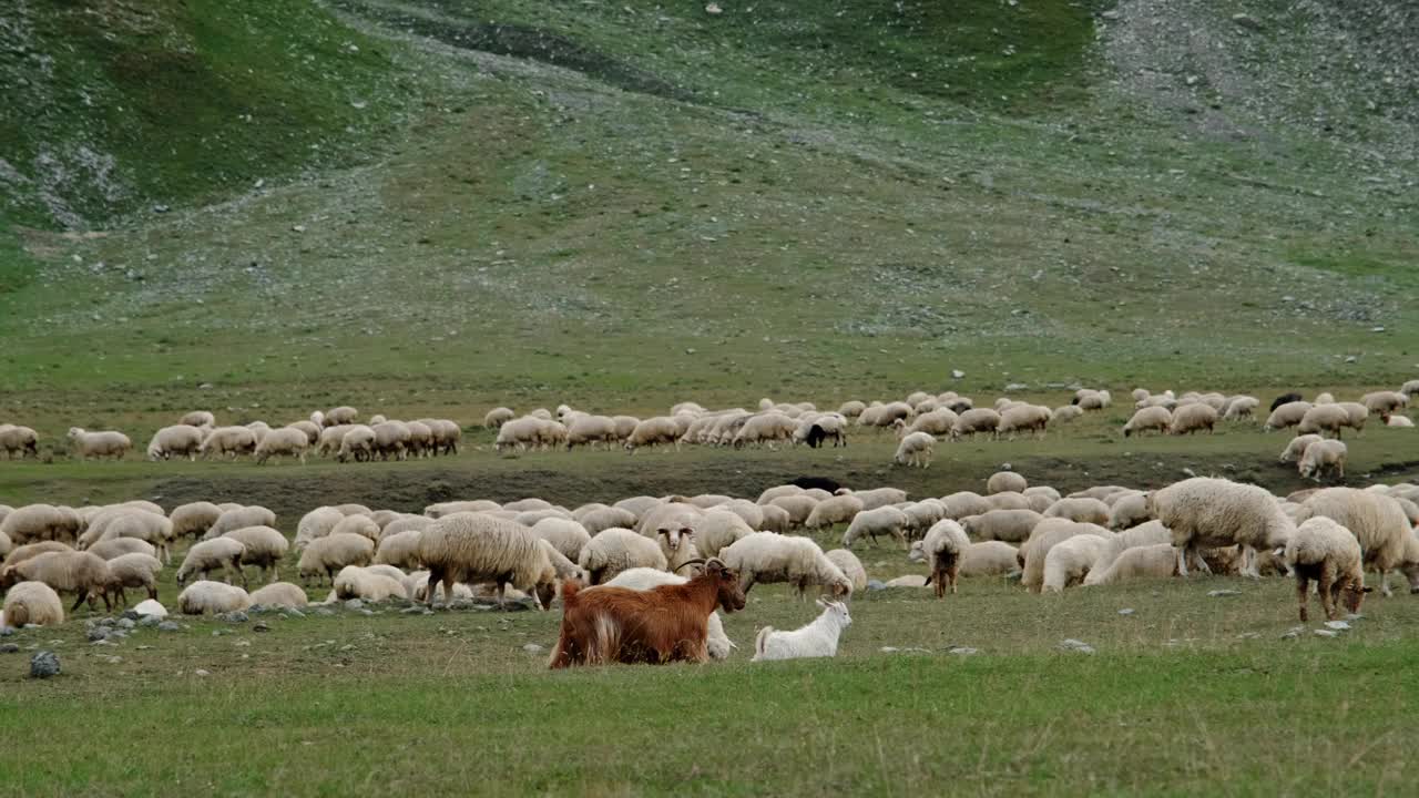 农耕和农业的概念。一大群羊在格鲁吉亚山区的绿色草地上吃草。卡兹贝吉地区的特鲁索峡谷。水平慢动作4k镜头。视频素材