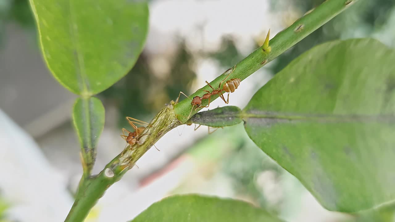 红蚁或织布蚁从蚜虫中寻找蜜露的宏观视图视频素材