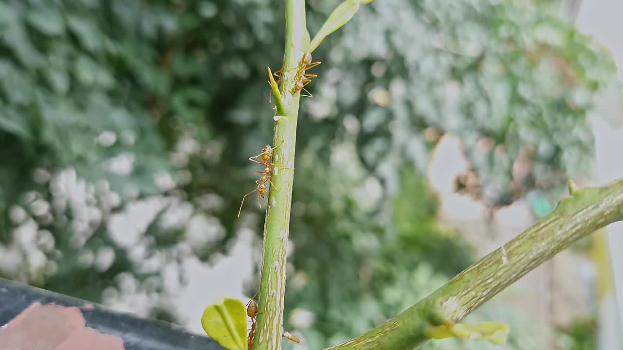 红蚁或织布蚁从蚜虫中寻找蜜露的宏观视图视频素材