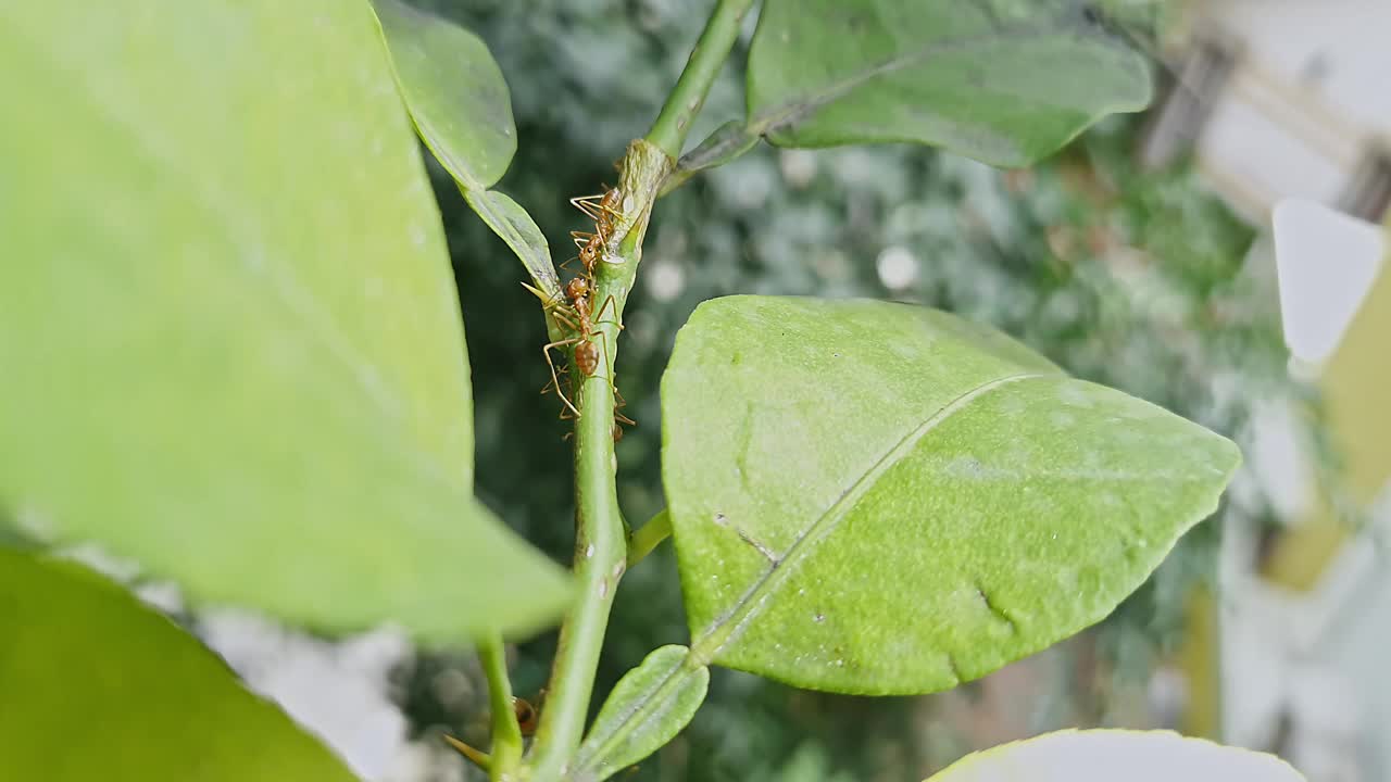 红蚁或织布蚁从蚜虫中寻找蜜露的宏观视图视频素材