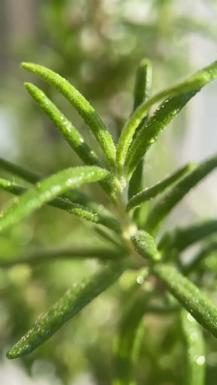 迷迭香宏观，特写，家庭植物，在家里种植草本植物视频素材