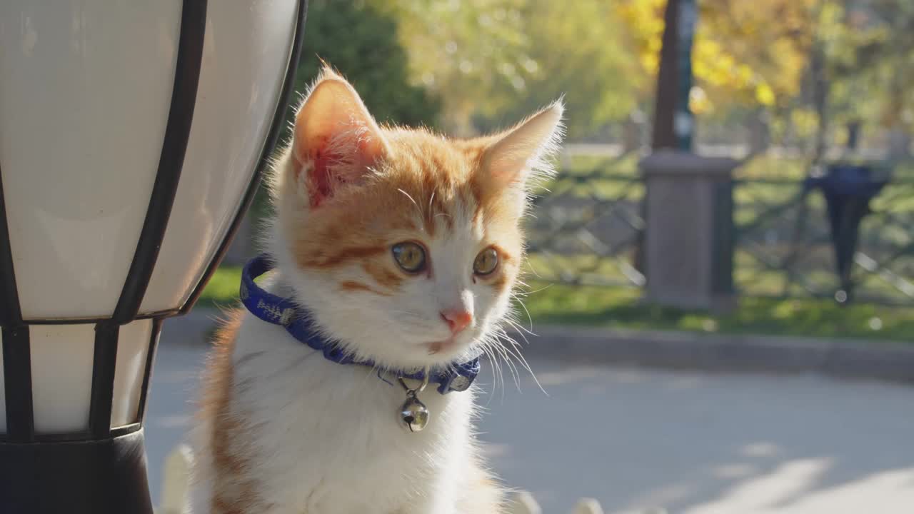 黄色的小猫在街上四处张望视频素材