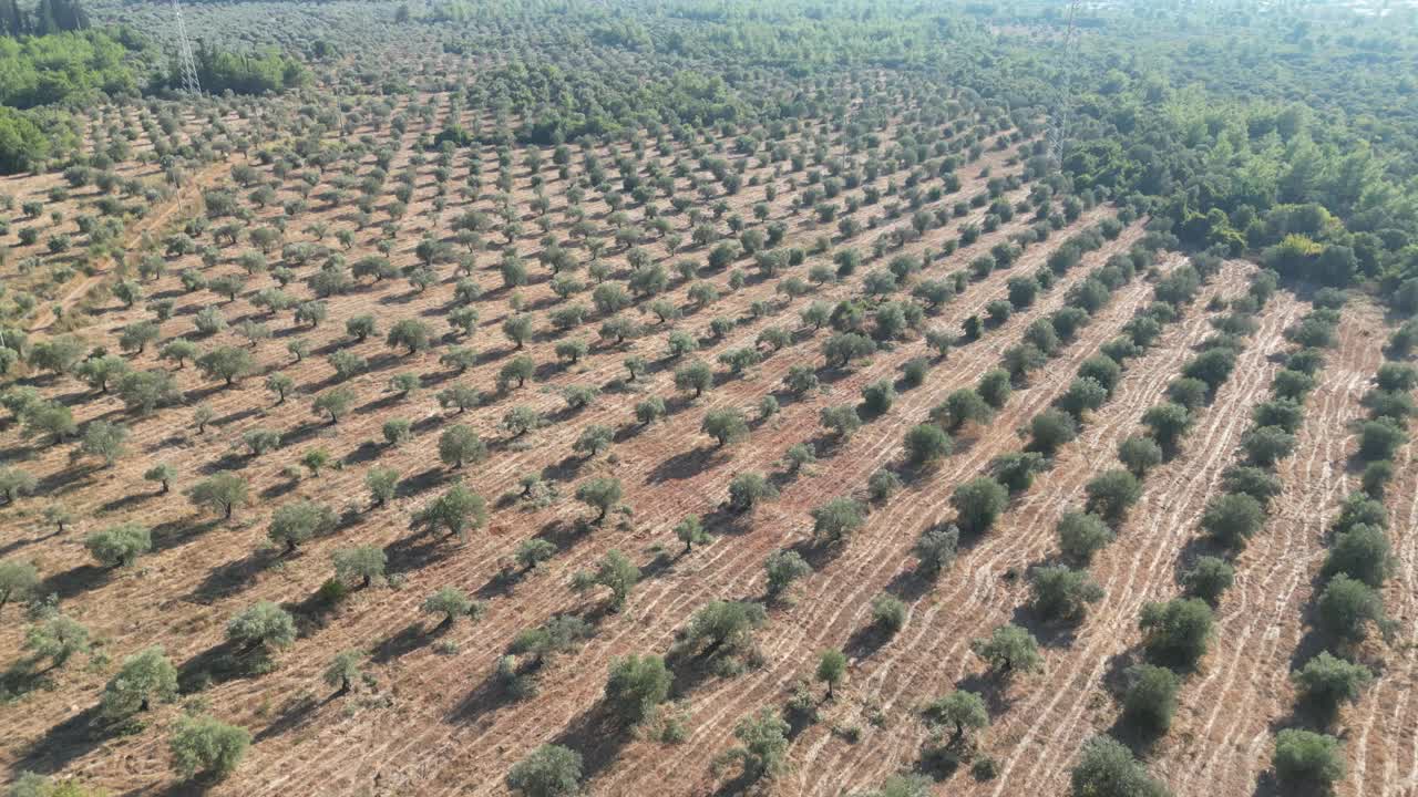 大橄榄园鸟瞰图视频下载