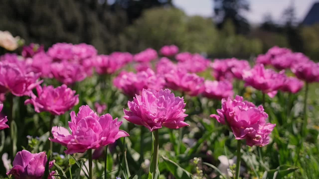 夏日里，美丽的牡丹园里盛开着许多美丽的粉红色牡丹花视频素材