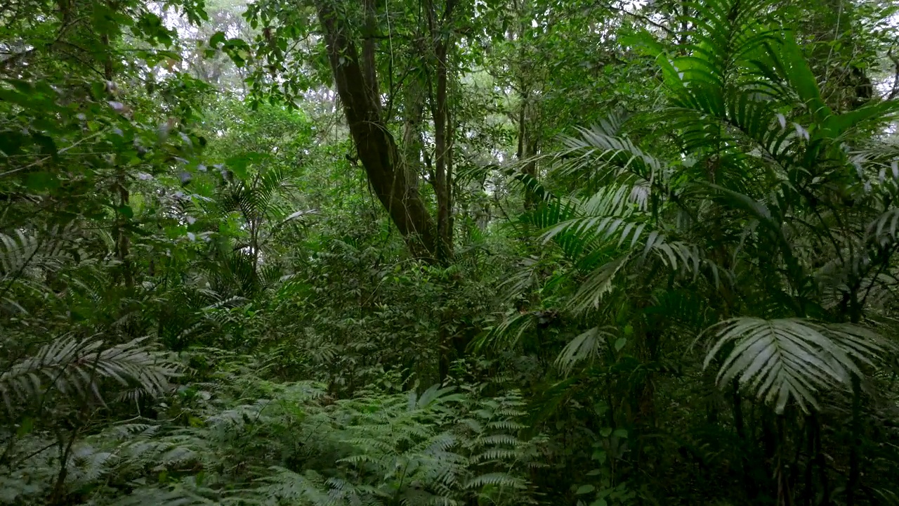 无人机拍摄的巴厘岛。热带森林内部。雨林的自然背景视频素材