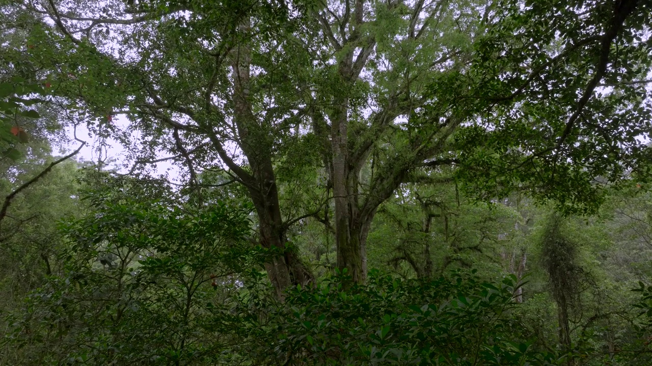 无人机拍摄的巴厘岛。热带森林内部。雨林的自然背景视频素材