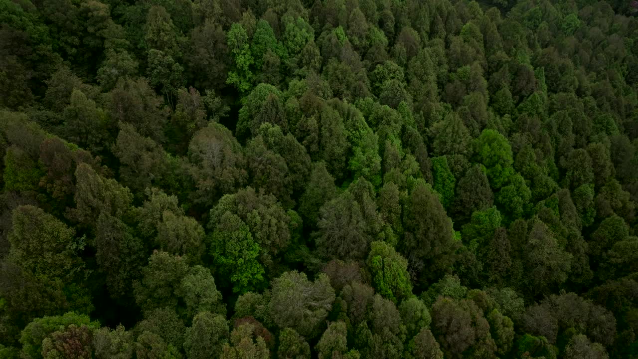 无人机拍摄的巴厘岛。热带森林内部。雨林的自然背景视频素材