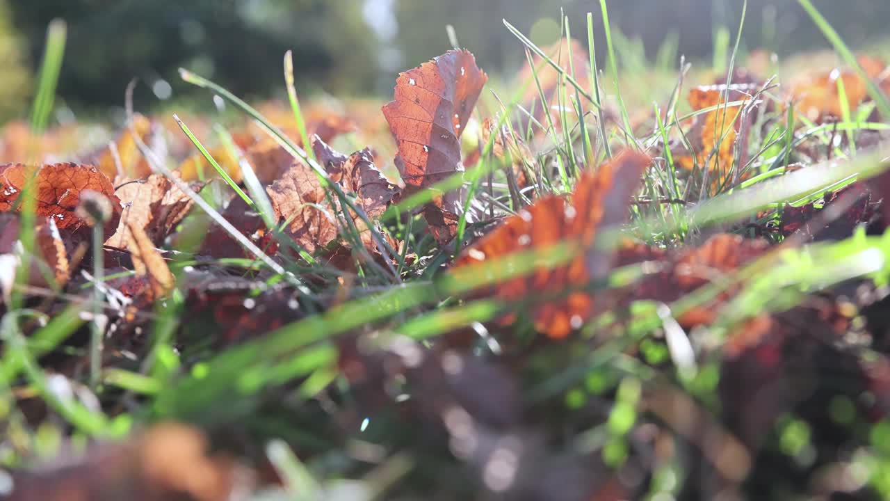 枫叶在秋天的季节随着叶子的变化而变色视频素材