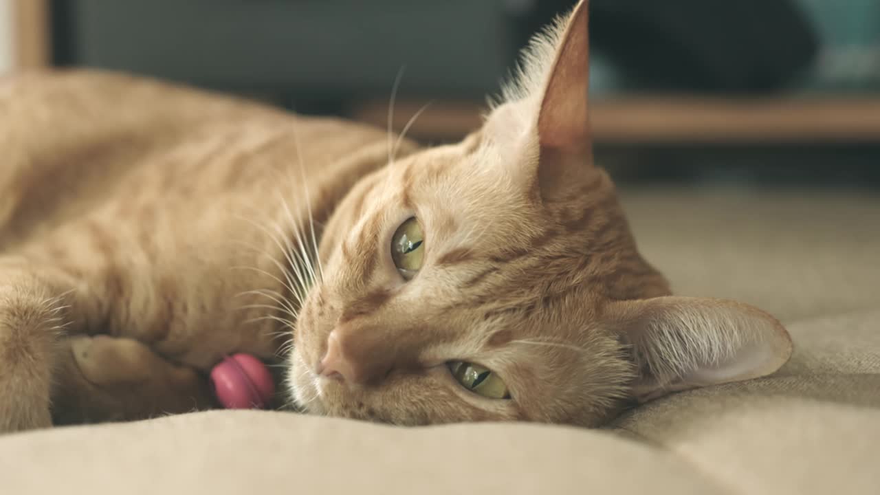 可爱的虎斑猫在快乐的猫主人的房子里睡在枕头上。快乐宠物的概念。视频下载