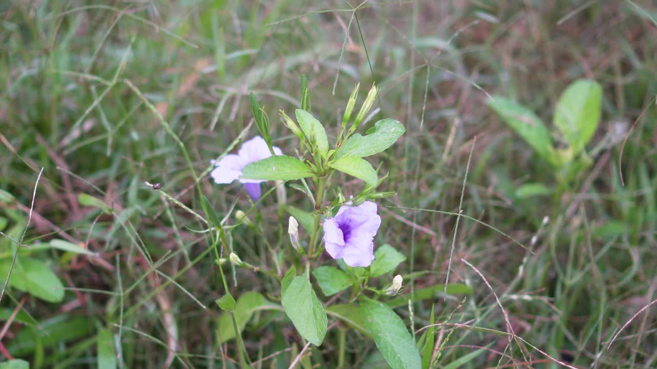 泰国圣罗勒(Ocimum tenuflorum sanctum)或Tulsi kaphrao圣罗勒是一种直立的，叶子红色的蔬菜，在自然背景下盛开在花园中视频素材