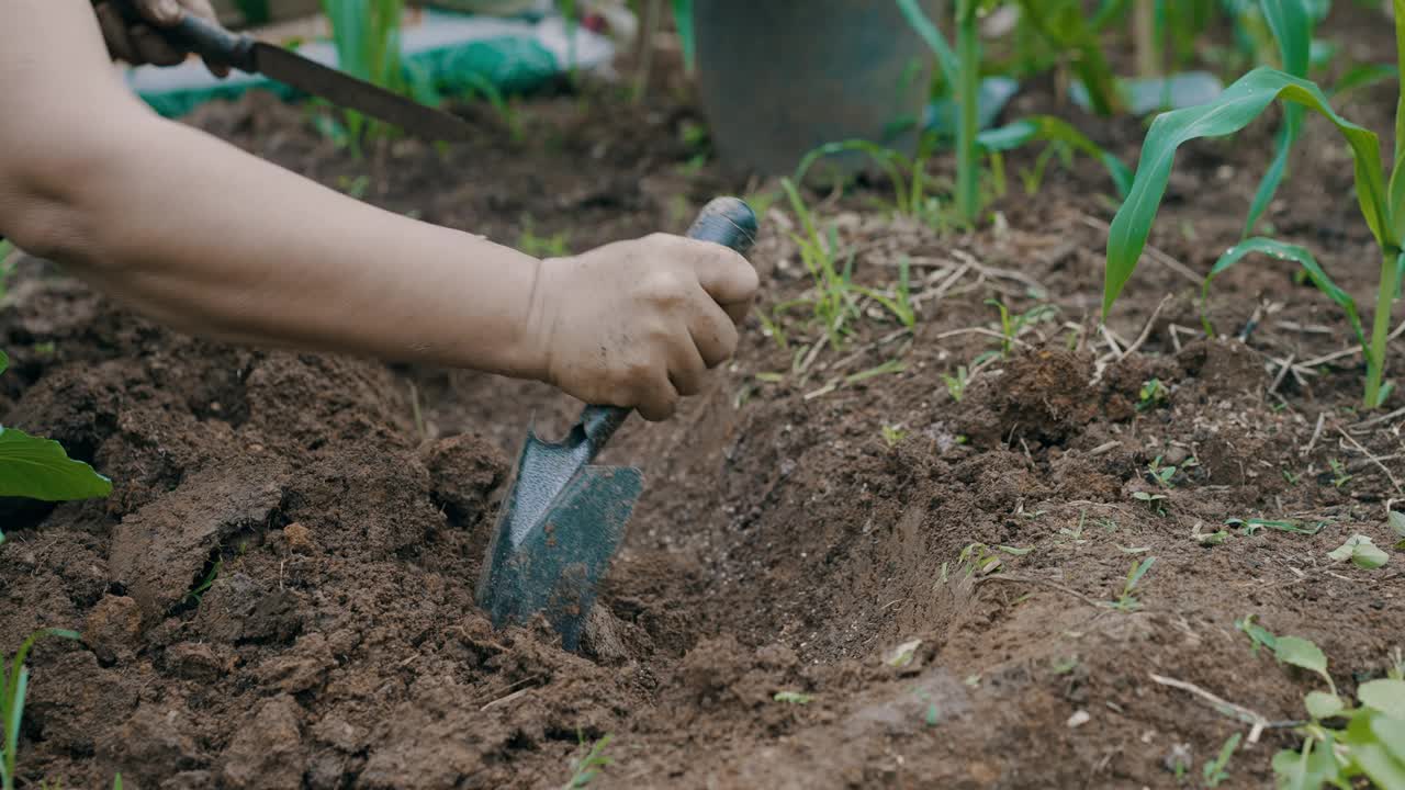 老年园丁亲手培育有机蔬菜可持续生活方式视频素材