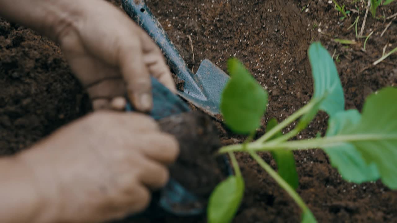 老年园丁亲手培育有机蔬菜可持续生活方式视频素材