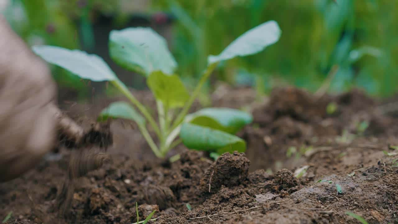 老年园丁亲手培育有机蔬菜可持续生活方式视频素材