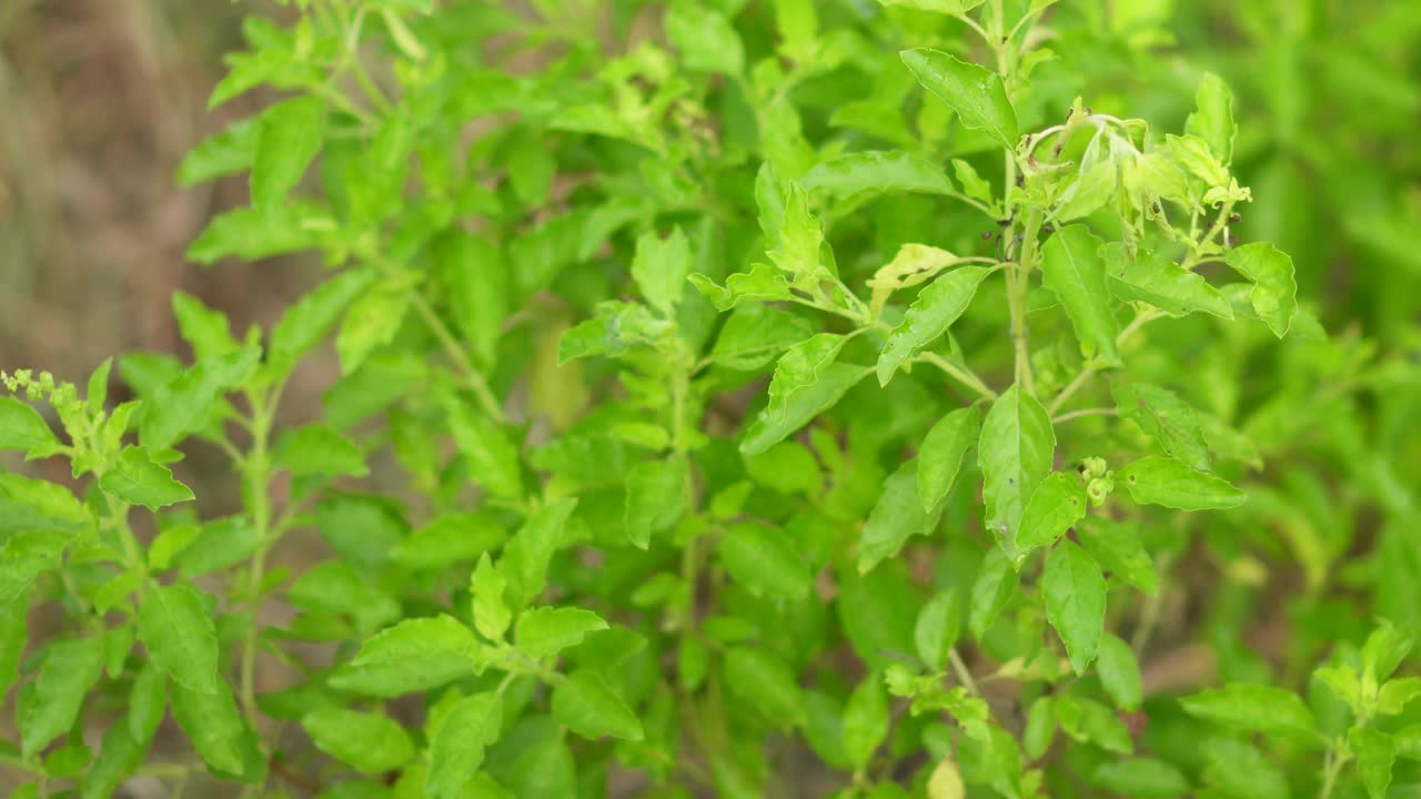 泰国圣罗勒(Ocimum tenuflorum sanctum)或Tulsi kaphrao圣罗勒是一种直立的，叶子红色的蔬菜，在自然背景下盛开在花园中视频素材