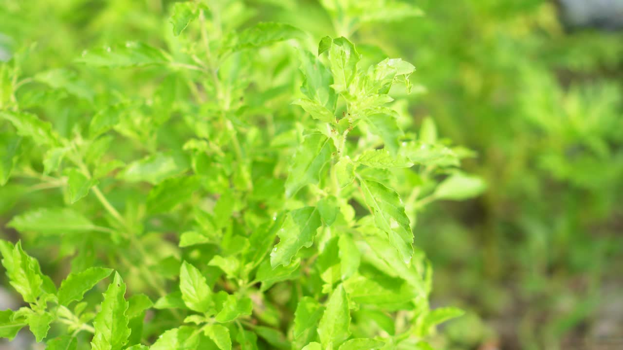 泰国圣罗勒(Ocimum tenuflorum sanctum)或Tulsi kaphrao圣罗勒是一种直立的，叶子红色的蔬菜，在自然背景下盛开在花园中视频素材