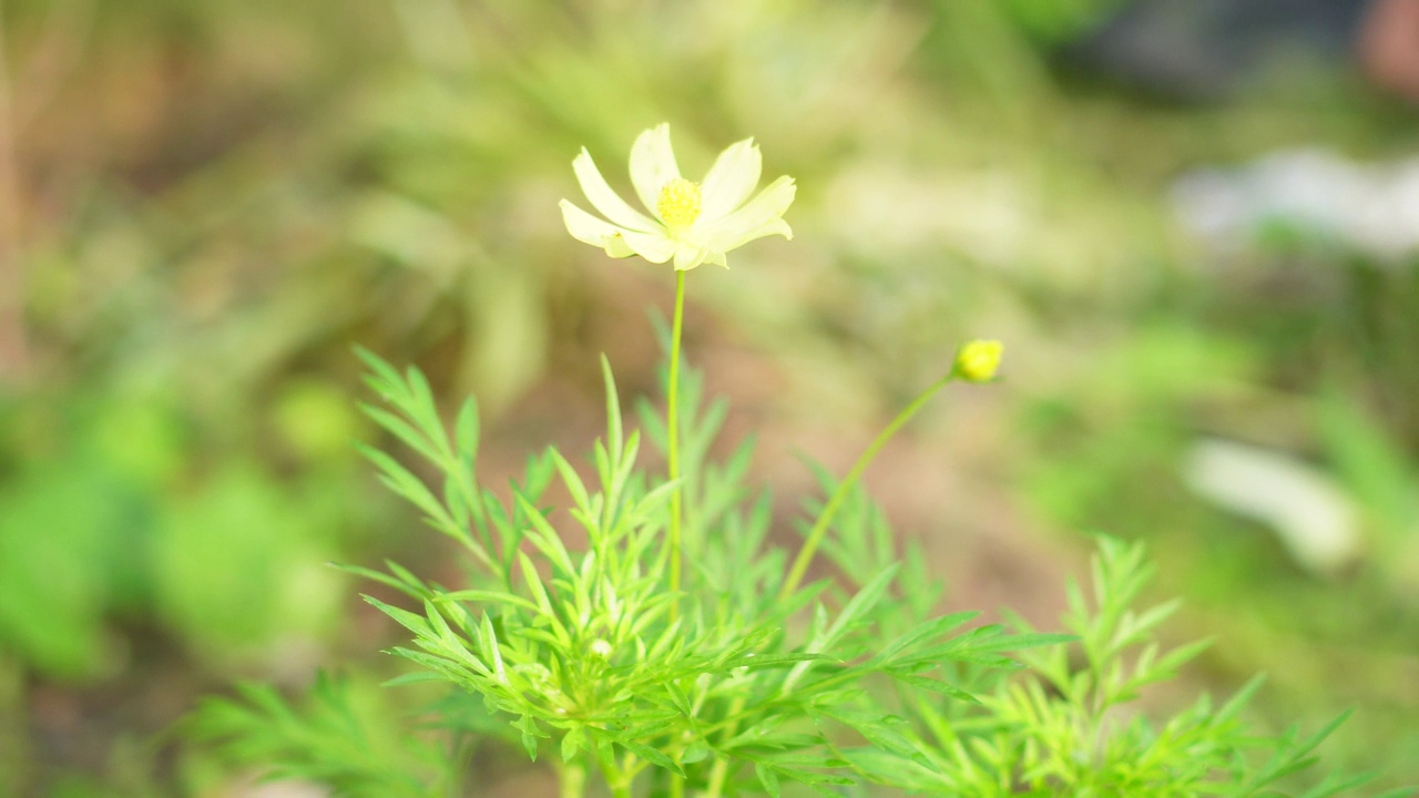 黄色花，硫磺宇宙，墨西哥紫菀花盛开美丽的春天在花园里，模糊的自然背景视频素材