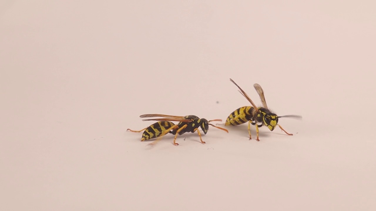 两种被隔离在白色背景上的黄蜂。
右边是欧洲纸黄蜂(Polistes dominula)。
另一边是德国黄马甲(Vespula vulgaris)。
黄色的大黄蜂视频素材