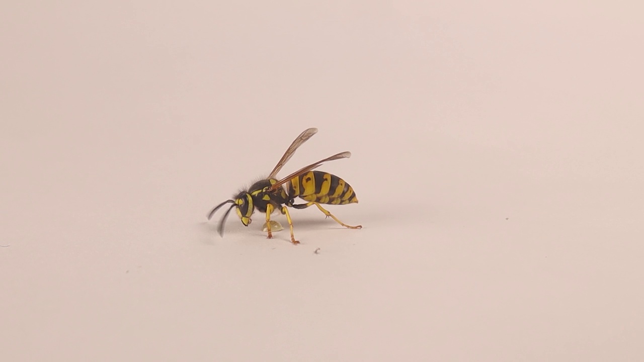 孤立在白色背景上的德国黄马甲(Vespula vulgaris)。
也叫黄黄蜂，欧洲黄蜂。
黄蜂喝了一滴甜水，把自己洗干净了。视频素材