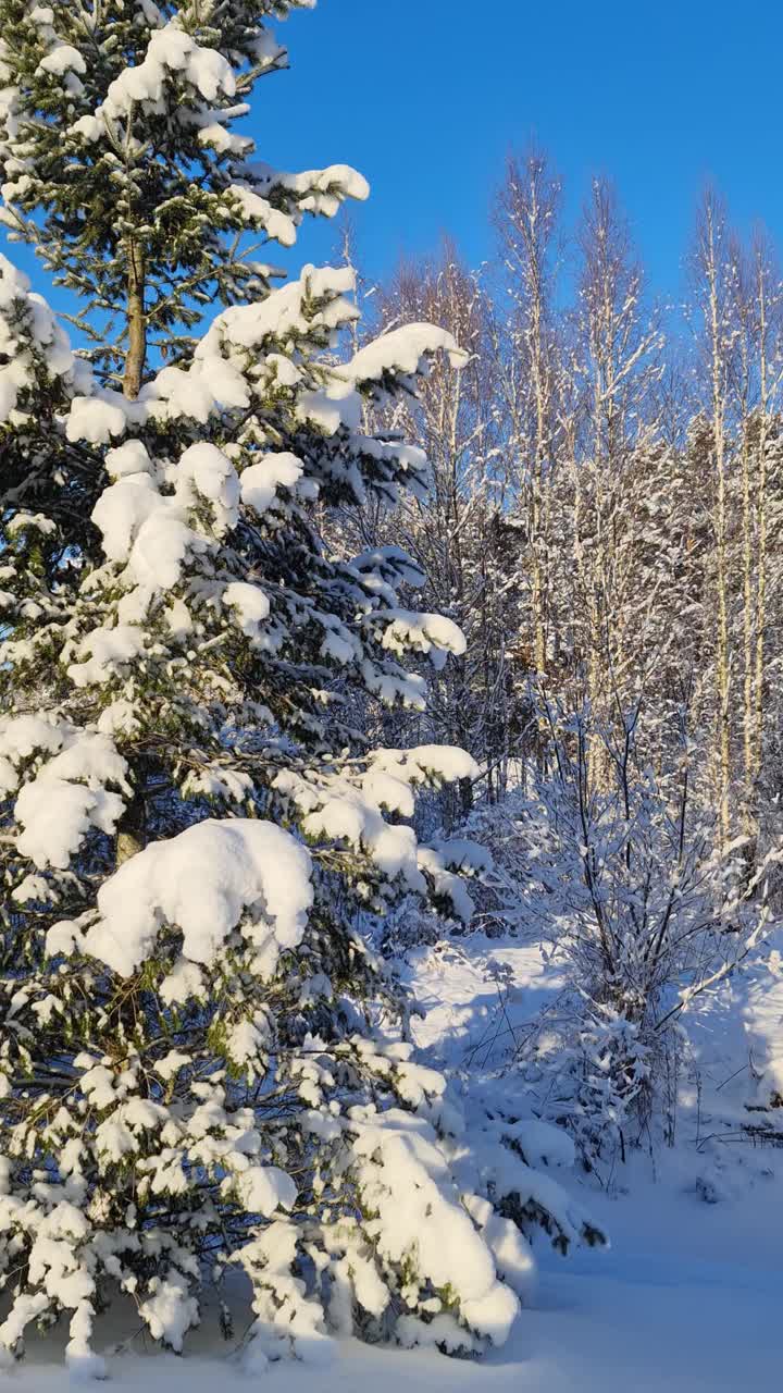 绿色的云杉在雪地里映衬着天空视频素材