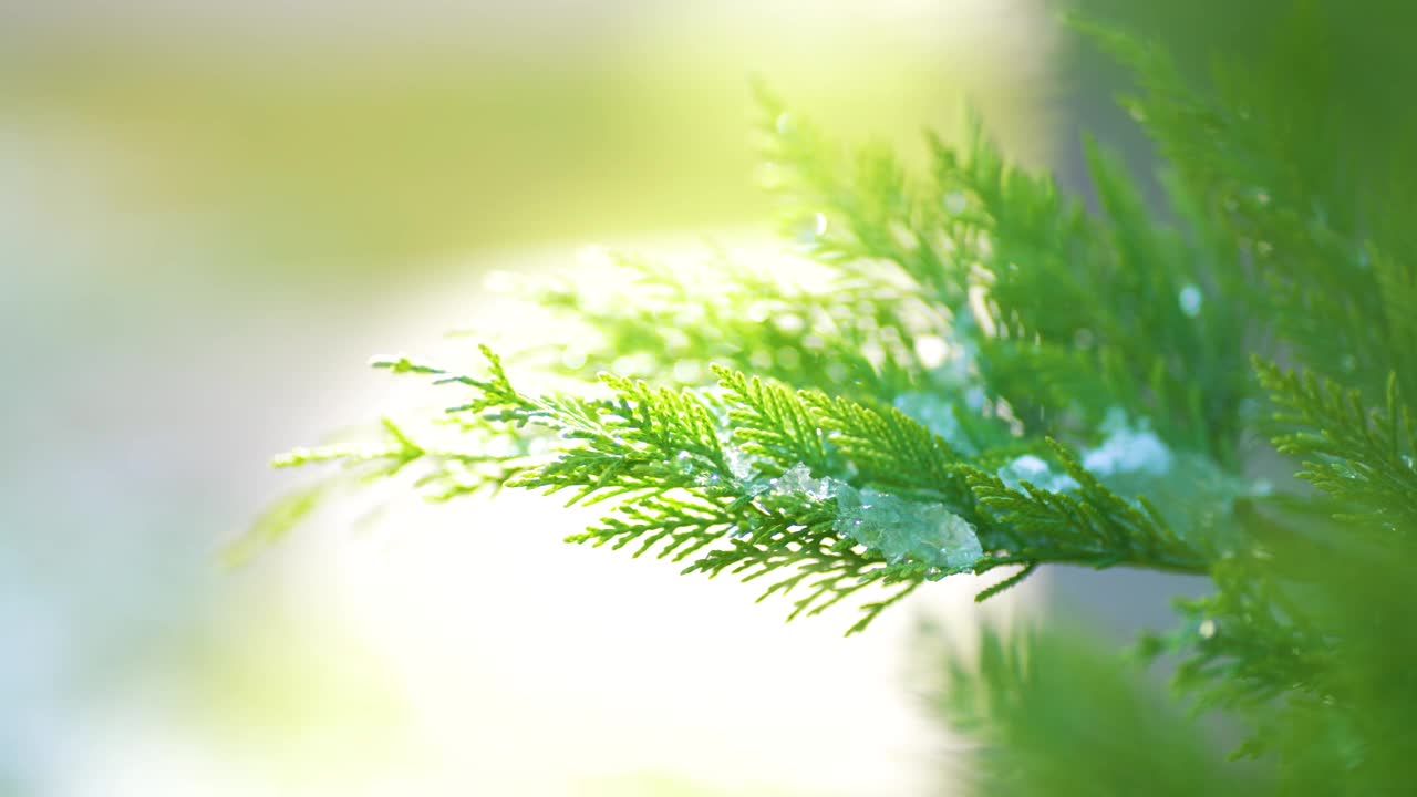 雪花落在绿叶上。绿色草坪上融化的雪。雪下的植物。雪下长着绿叶的树枝。视频素材