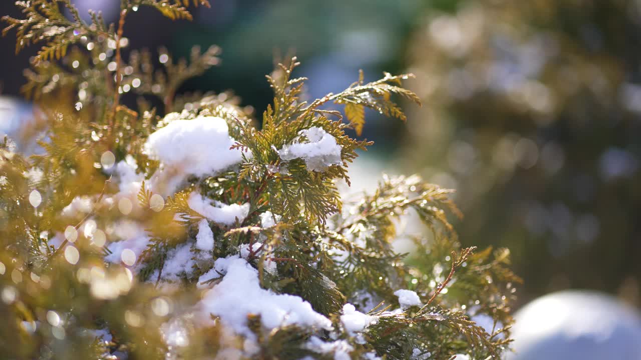 雪花落在绿叶上。绿色草坪上融化的雪。雪下的植物。雪下长着绿叶的树枝。视频素材