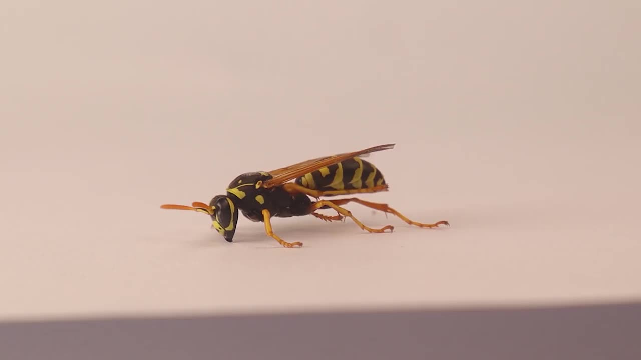 白色背景上的欧洲纸黄蜂。
黄黄蜂正在清洗自己。
昆虫被隔离在画室里。
社会昆虫。
错误,错误。
动物,动物。视频下载