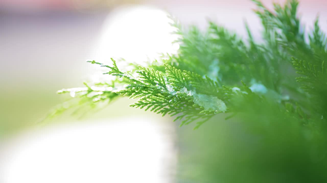 雪花落在绿叶上。绿色草坪上融化的雪。雪下的植物。雪下长着绿叶的树枝。视频素材