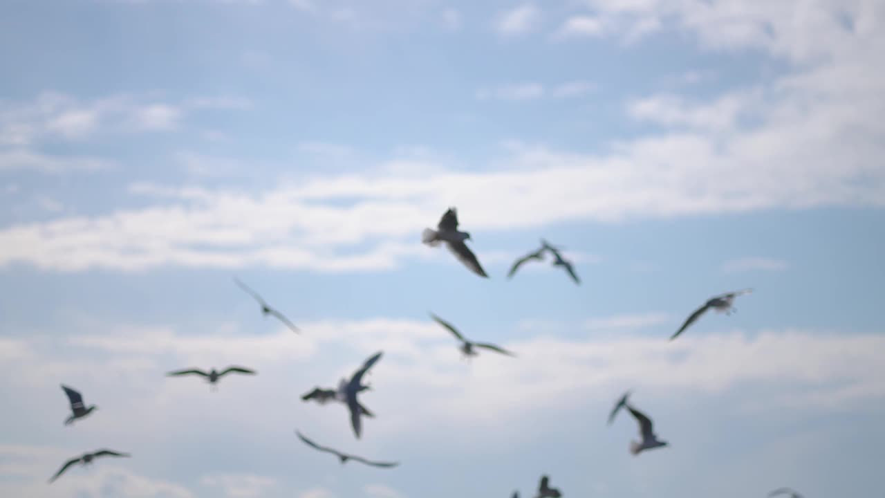 美丽的海鸥在天空中飞翔。海鸥，鸟儿在沙滩上飞翔。视频素材