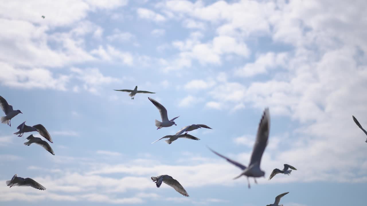 美丽的海鸥在天空中飞翔。海鸥，鸟儿在沙滩上飞翔。视频素材