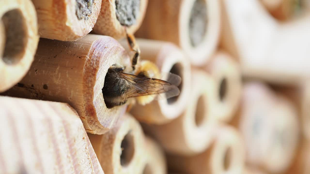 野生蜜蜂在“蜜蜂旅馆”的巢箱中准备产卵腔的特写视频素材