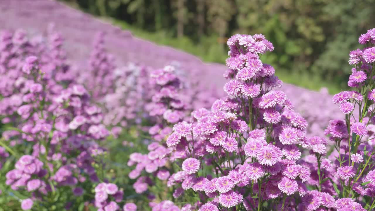 花园里的紫色玛格丽特雏菊。视频素材