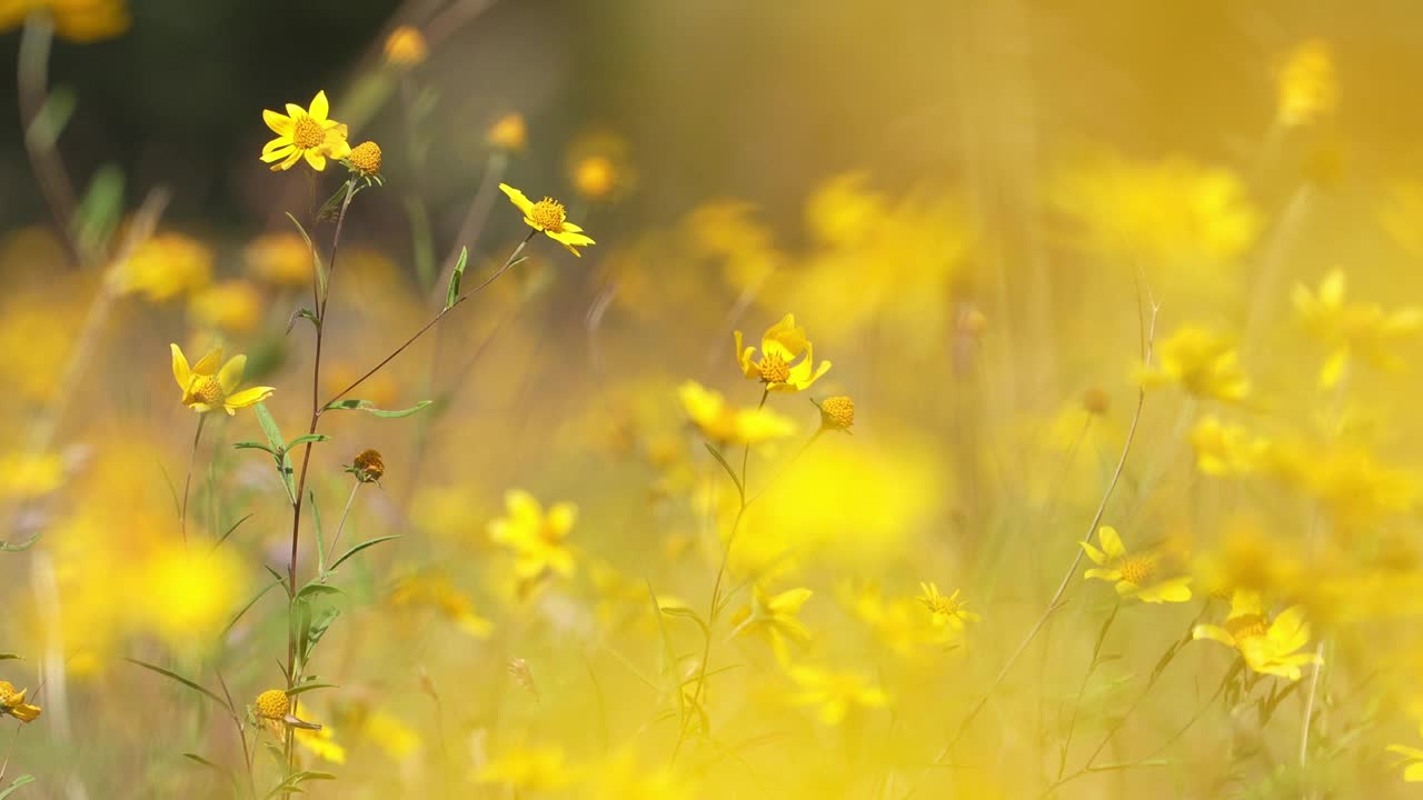 沙漠野花视频素材