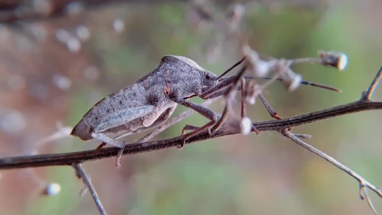 叶足蝽科是半翅目异翅目以吸液昆虫为主的一大科视频素材